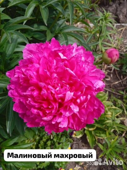 Пионы разные