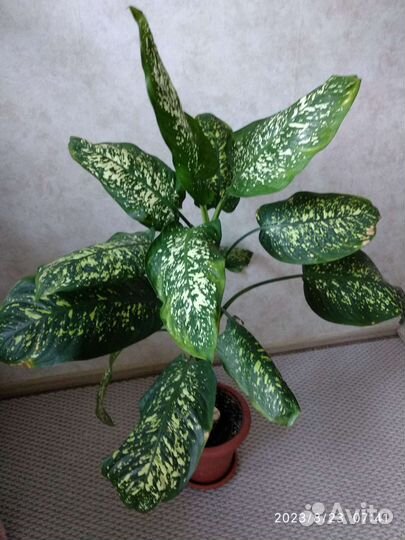 Диффенбахия