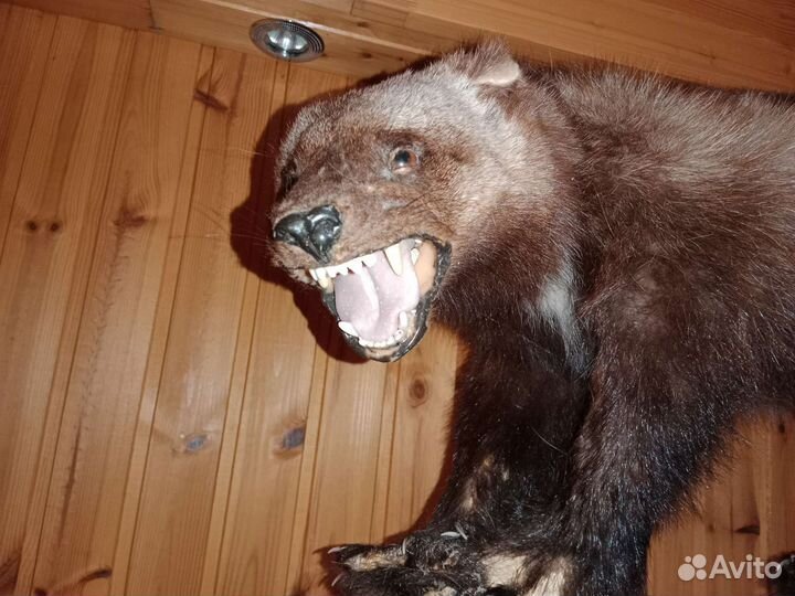 Чучело росомахи