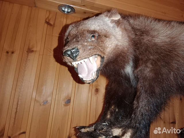 Чучело росомахи