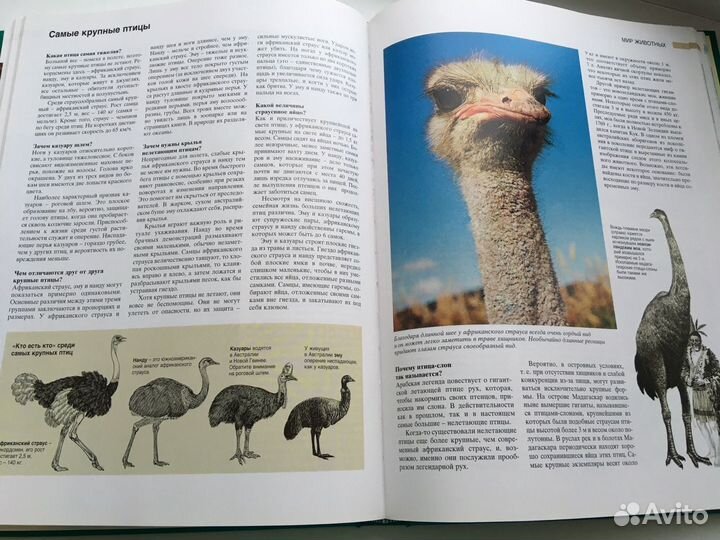 Книга «Азбука природы»