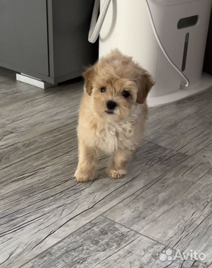 Мальтипу ф1 мини