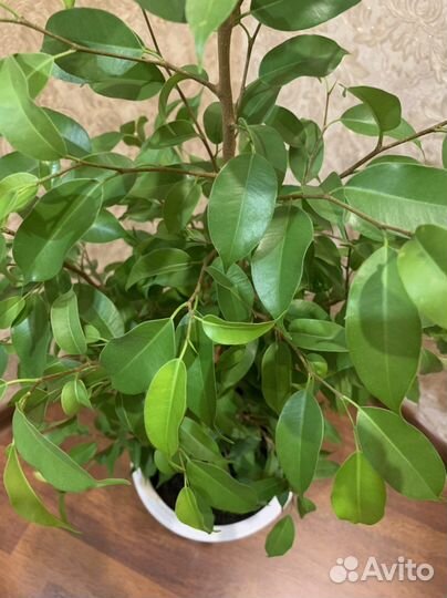 Фикус бенджамина