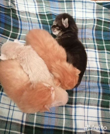 Котятки в дар