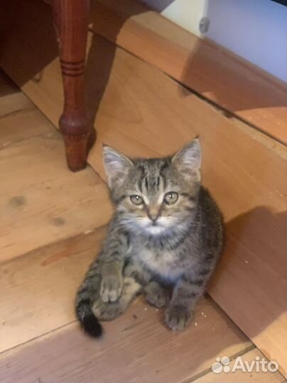 Котёнок мальчик