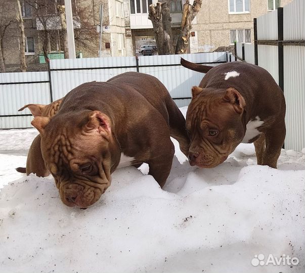 Собака американкая булли девочки и мужички