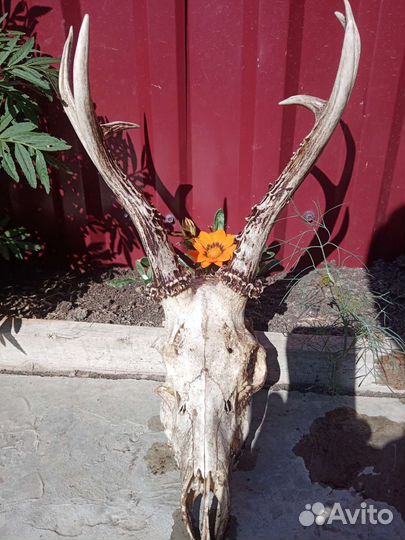 Рога косули