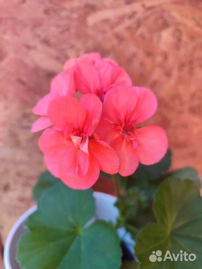 Пеларгония герань сортовая