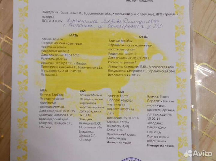 Козёл чех, вязка ваших коз