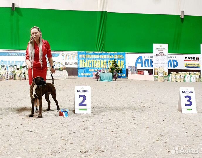 Боксёры Юниоры