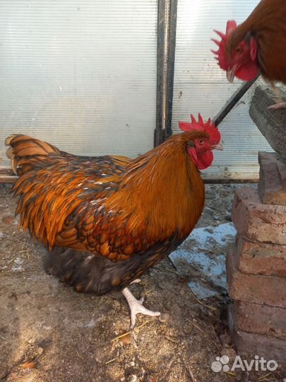 Петух Арпенгтон и Кохенхин