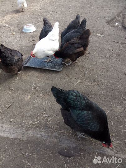 Инкубационное яйцо