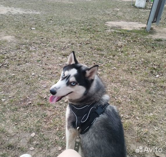 Отдам в добрые руки хаски