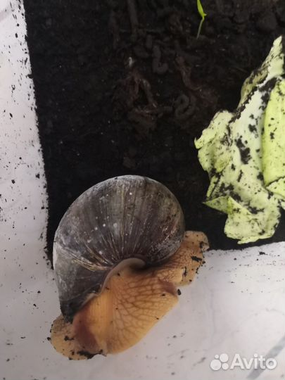 Улитки ахатины бесплатно