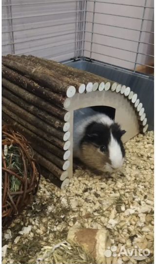 Дом для грызунов