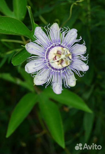 Пассифлора северная укорененные черенки