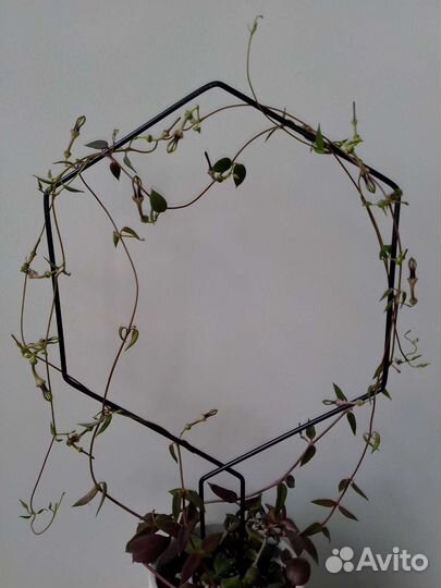 Редкие церопегии