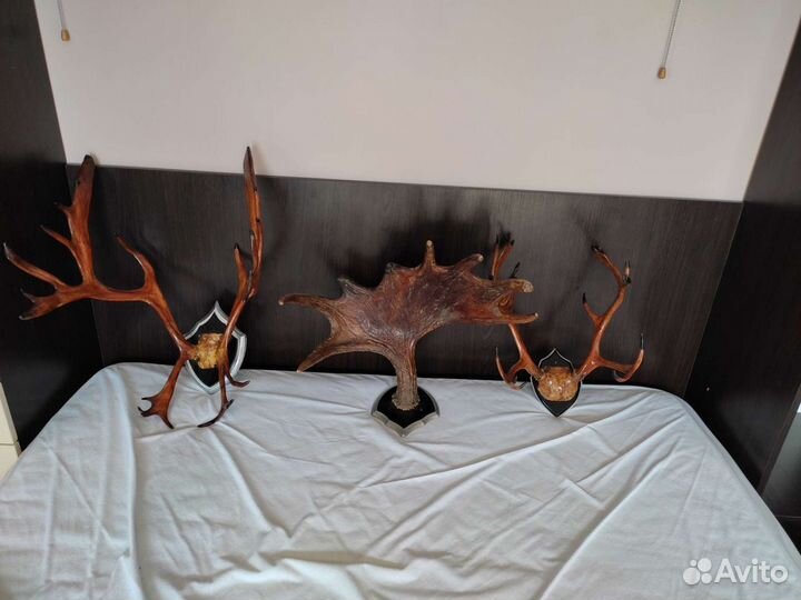Рога оленя и лося