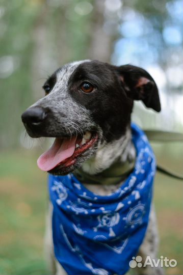 Щенок ищет семью