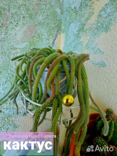 Стильный кактус Апокактус Мартиуса