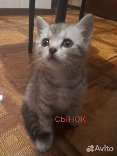 Отдам в добрые руки котёнка
