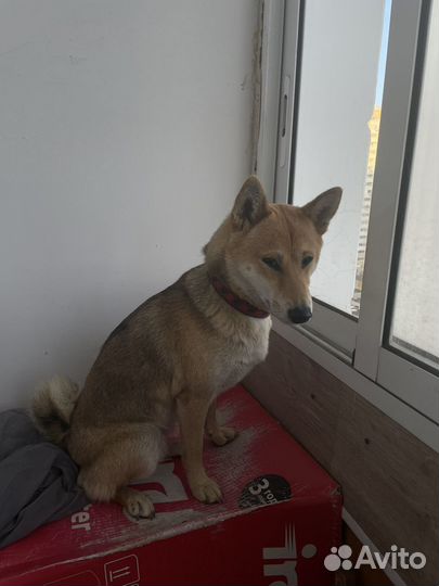 Найдена собака Сиба ину