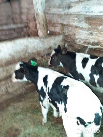 Бычки крс мясного направления