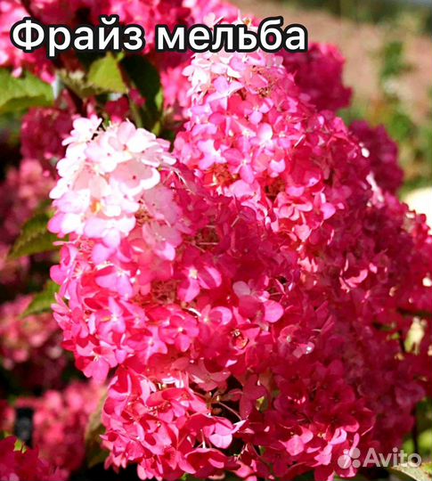 Гортензия метельчатая