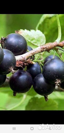 Черная смородина