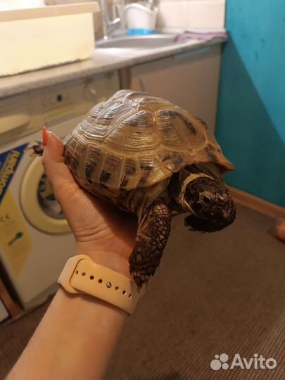 Черепаха сухопутная