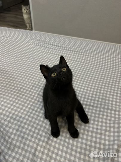 Черный котенок