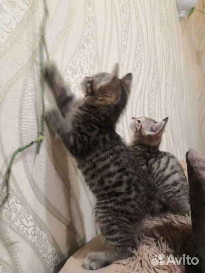 Кошки курильский бобтейл