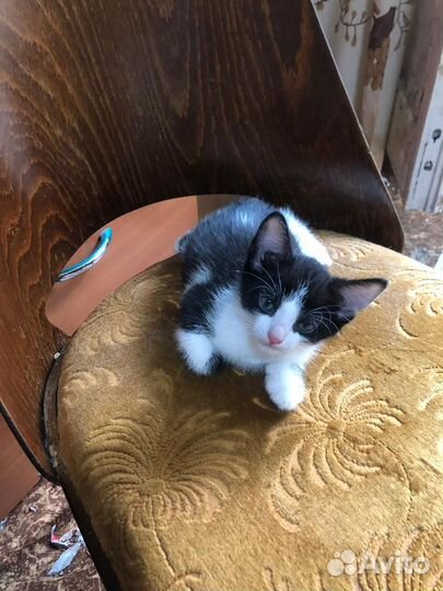 Котята бесплатно