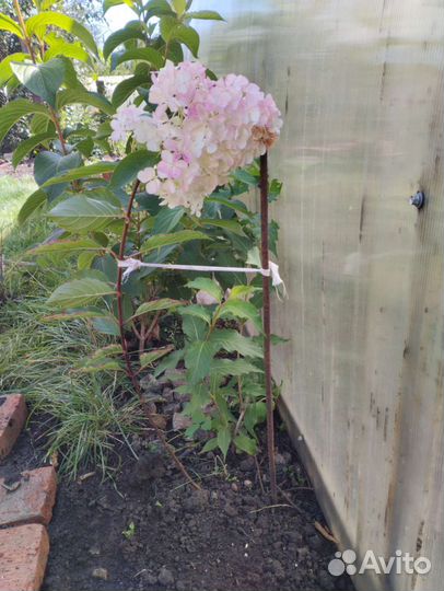 Гортензия метельчатая Ванила фрайз