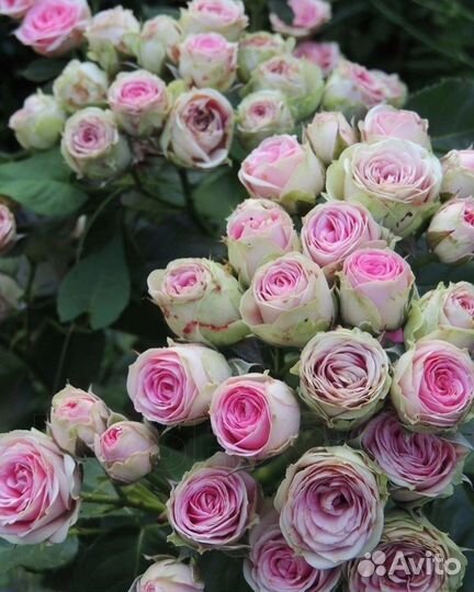 Саженцы роз Мими Эден