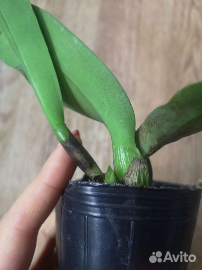 Орхидея дендробиум