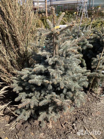 Ель Белобок большие и маленькие