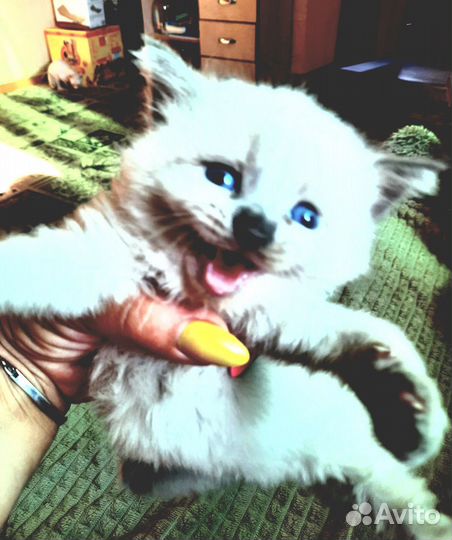 Кошки породистые