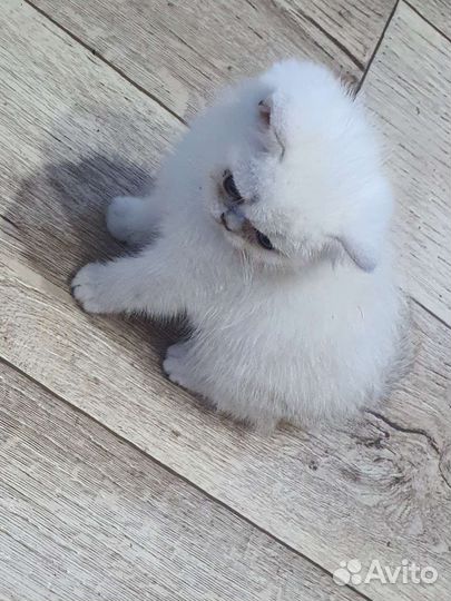 Британский малыш