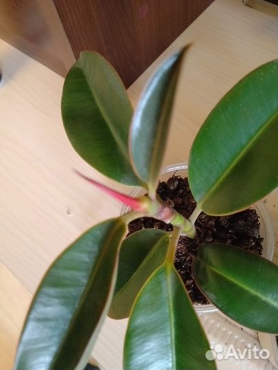 Фикус Эластика Мелани