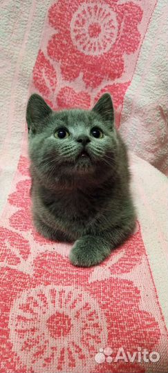 Шотландские котята
