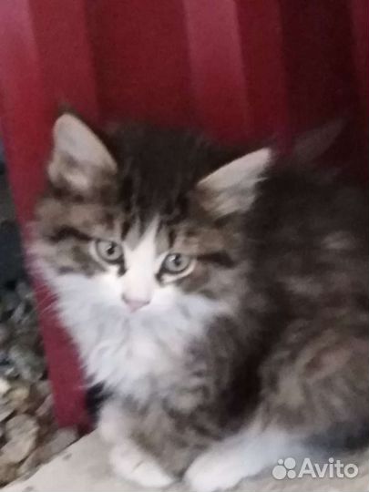 Котята в добрые руки бесплатно