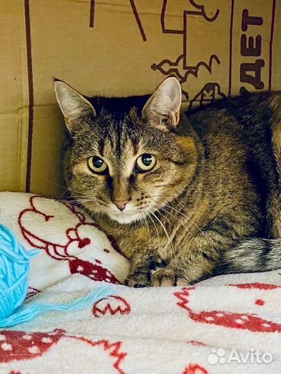 Темпераментная плюшевая кошечка Сильва ищет дом