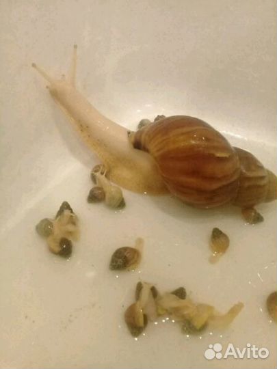 Улитки Ахатины