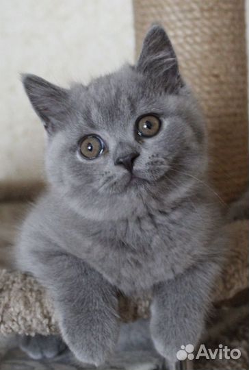 Британские котята