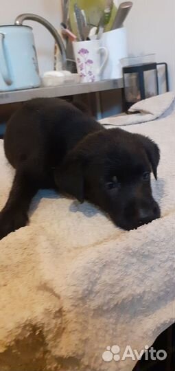 Щенки лабрадора