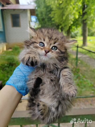 Отдам котят в добрые руки