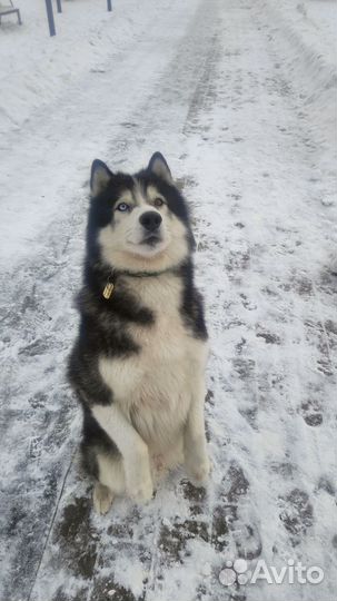 Кобель хаски для вязки