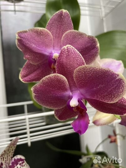 Орхидея Phal. 'Proteus'