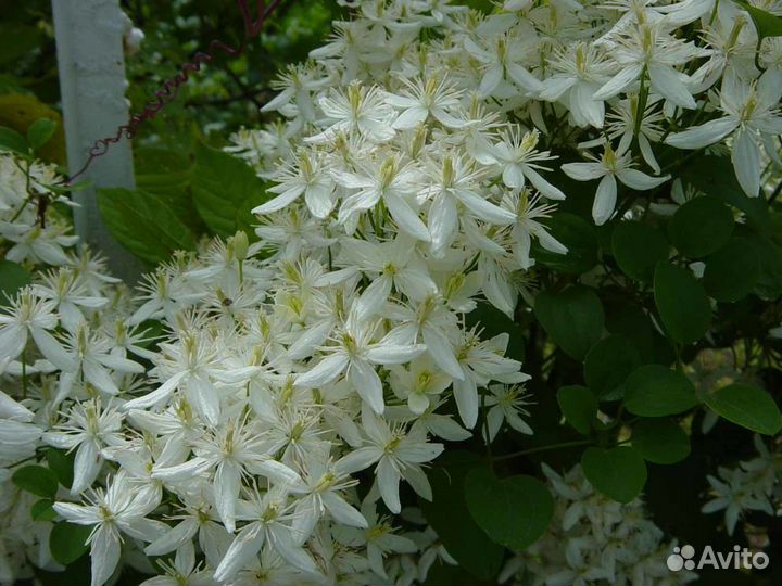 Клематисс белый(семена)